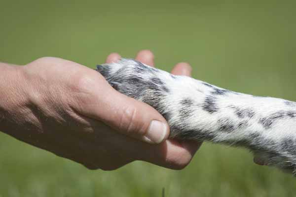 Preventing Arthritis in Dogs