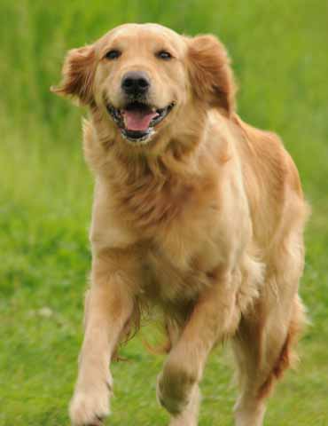 IBD in dogs-- the possibilities