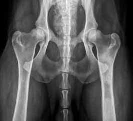 Arthritis in Dogs-- Radiograph